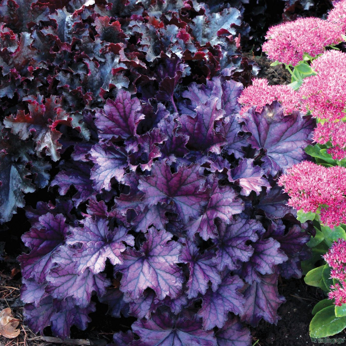 Purple Coral Bells