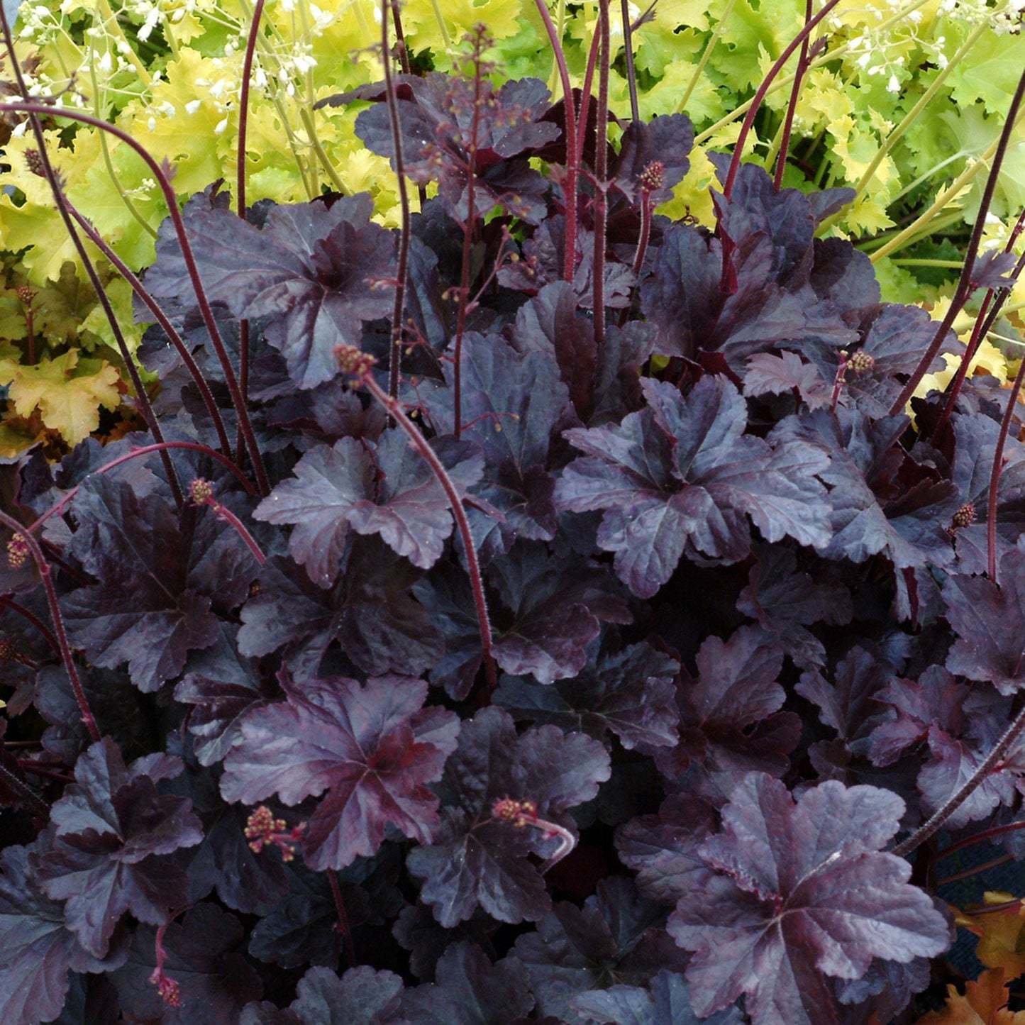 Obsidian Coral Bells