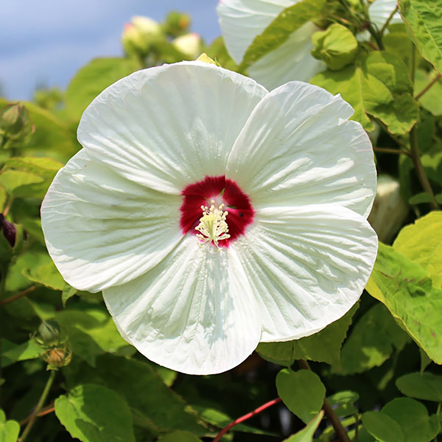 Luna White Rose Mallow 2 Gallon