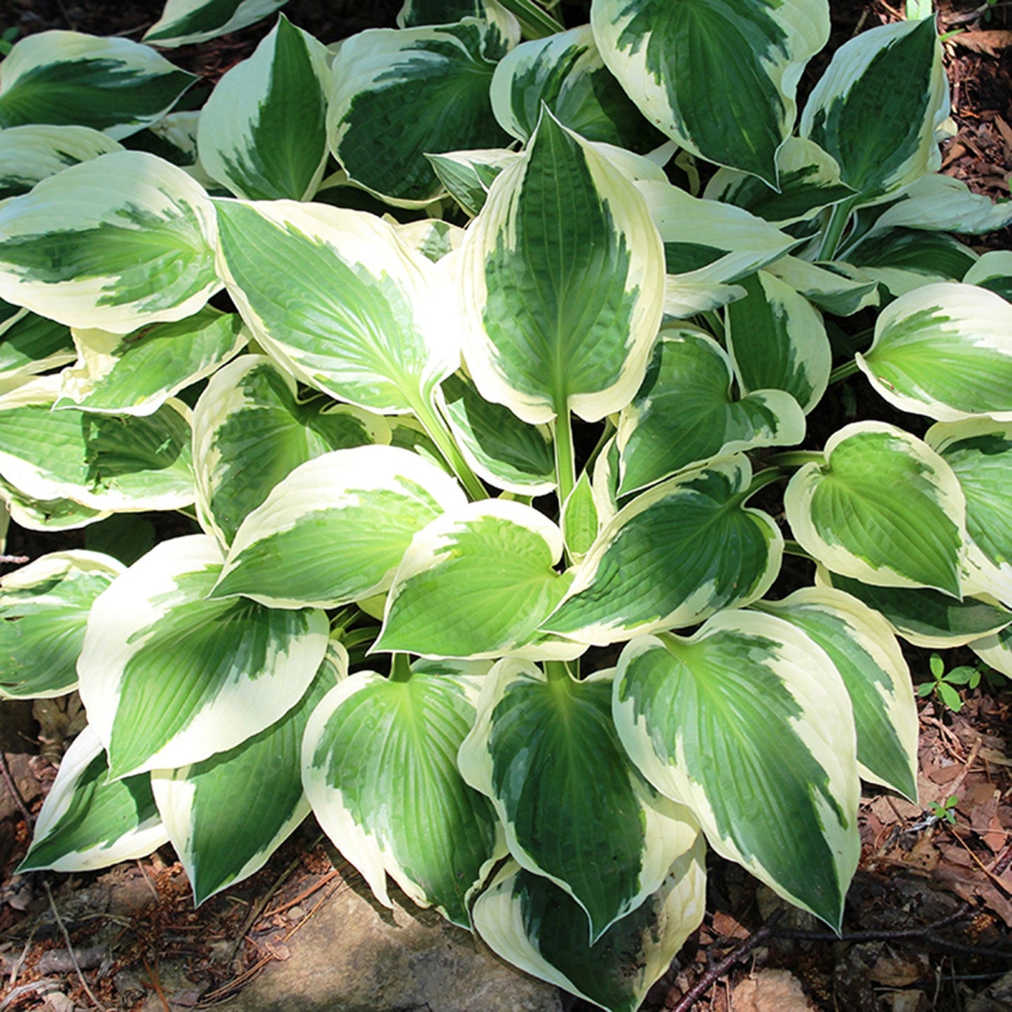 Patriot Plantain Lily