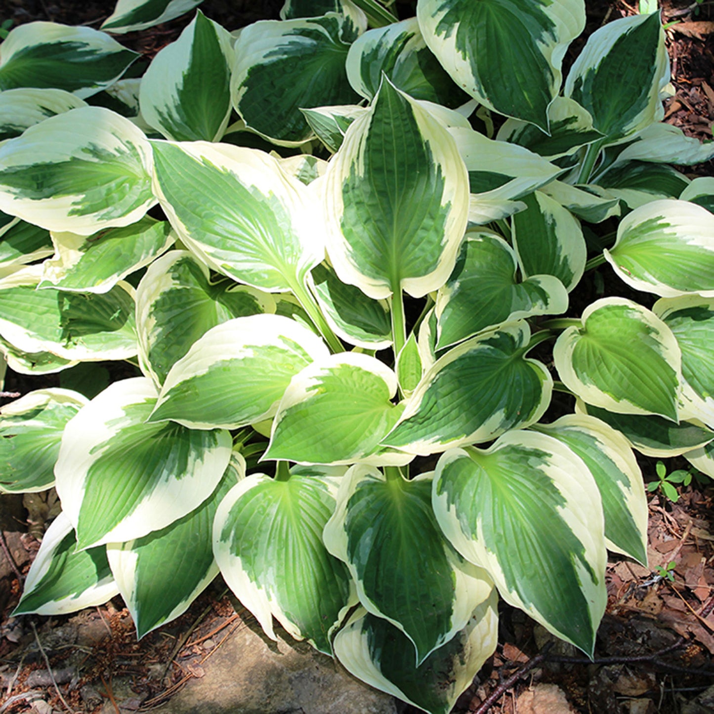 Patriot Plantain Lily 2 Gallon