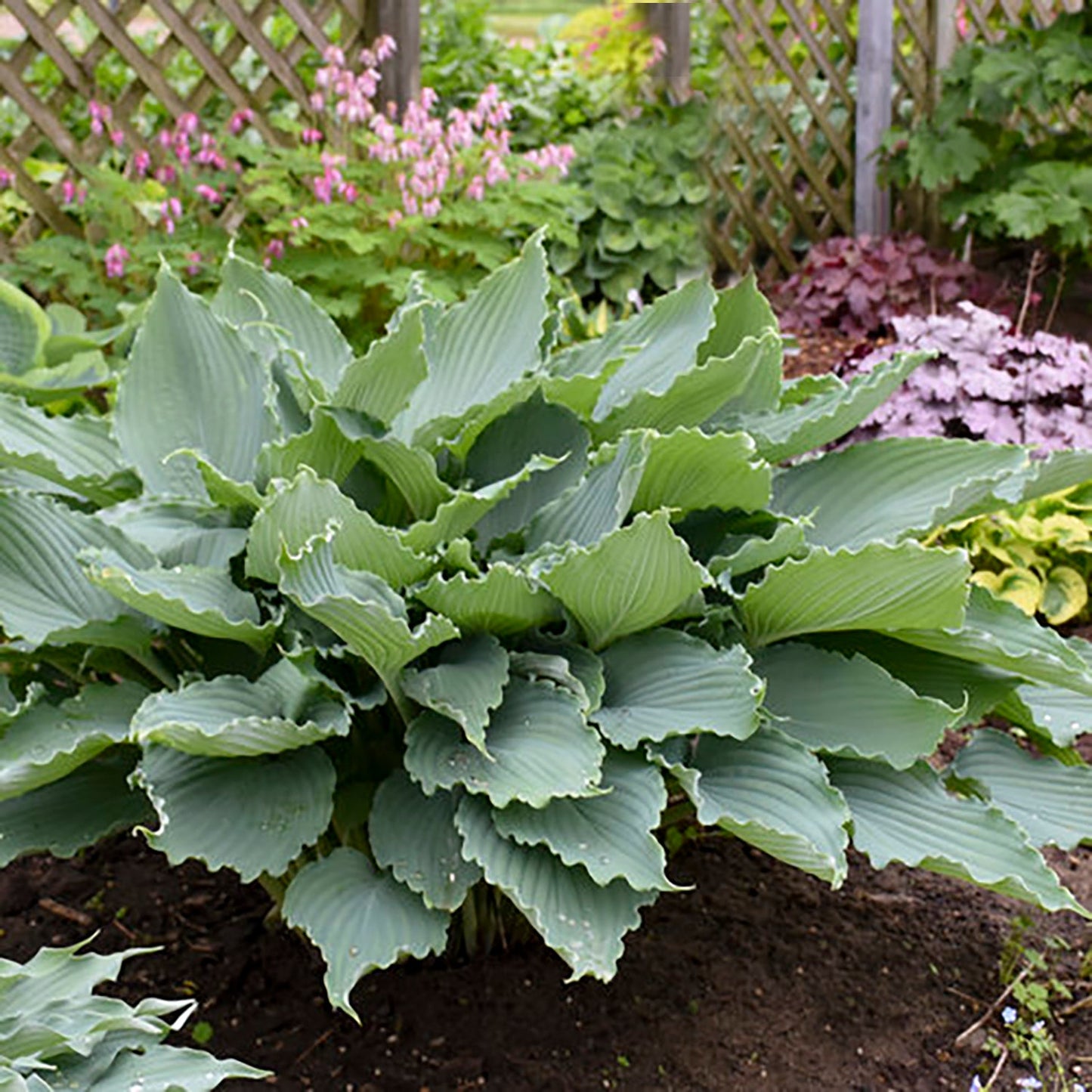 Hosta Diamond Lake