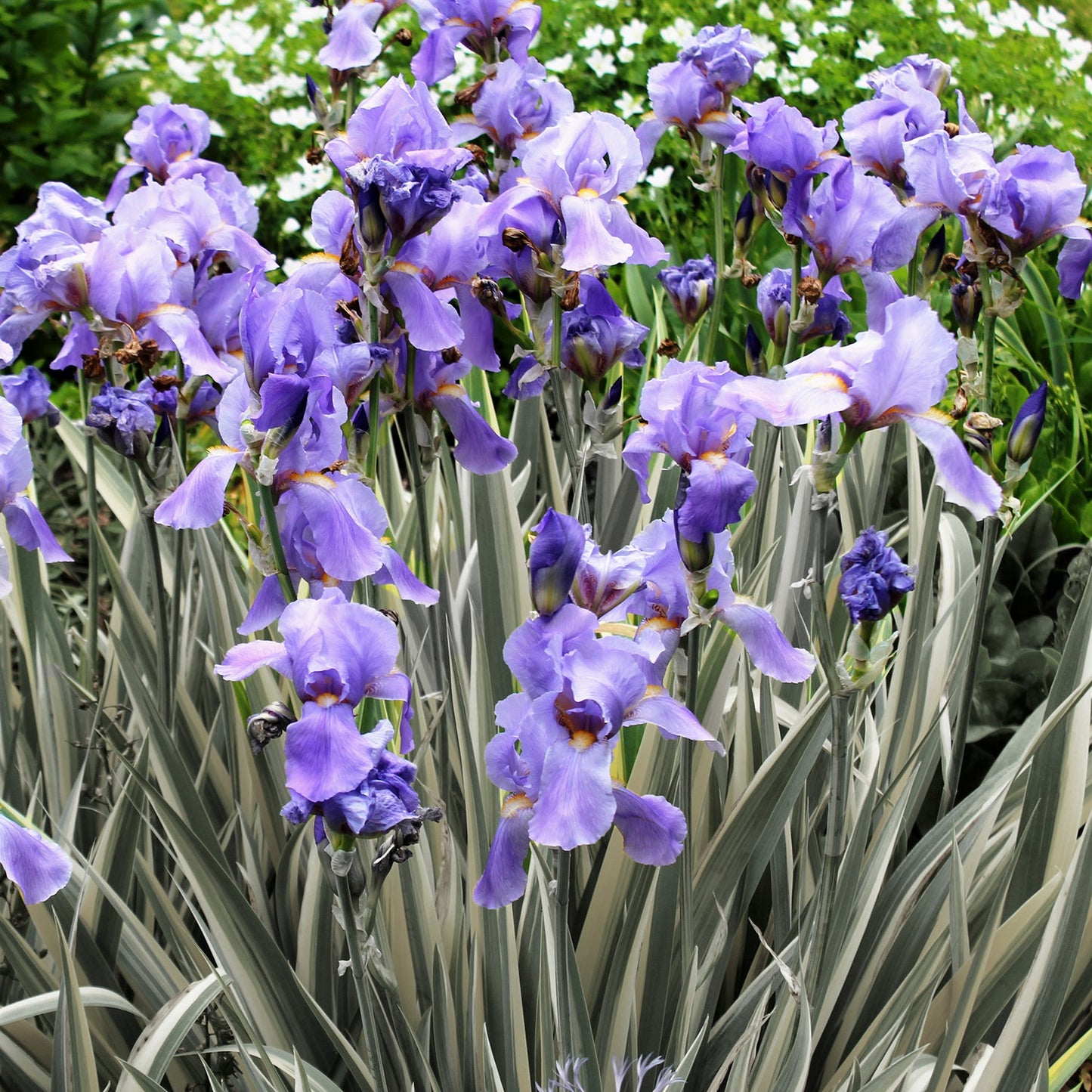 White Variegated Sweet Iris