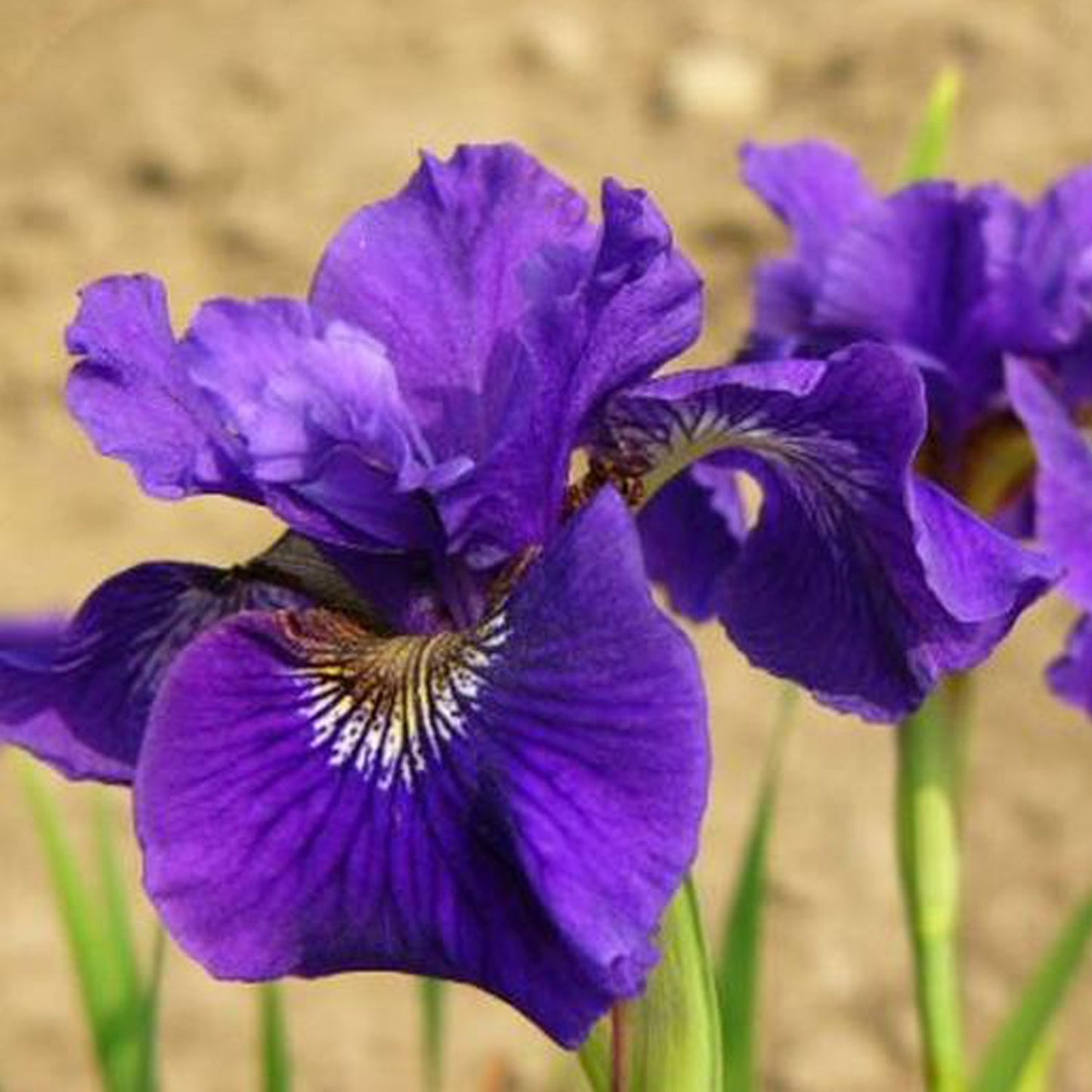 Ruffled Velvet Siberian Iris