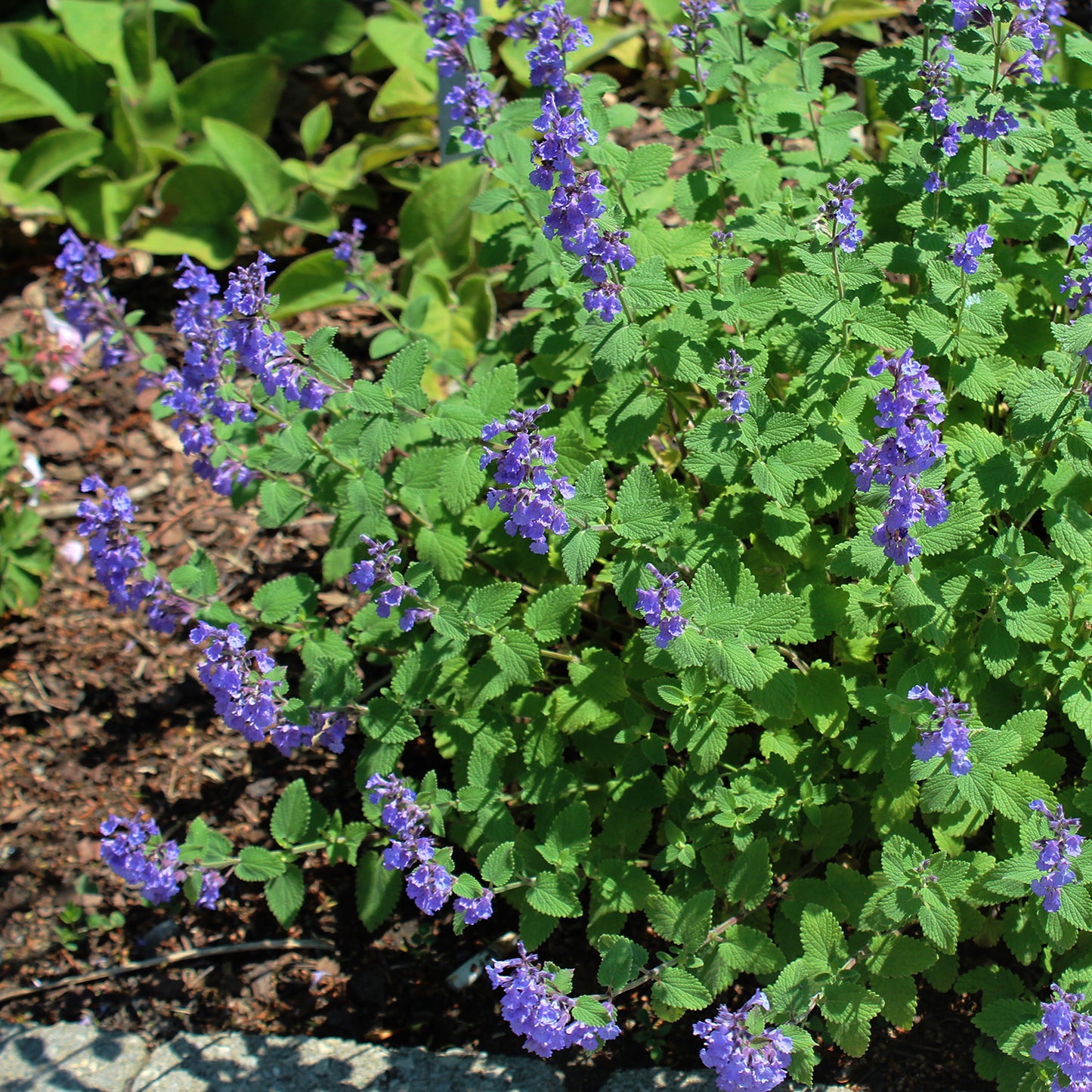 Cat's Pajamas Catmint 1 Gallon