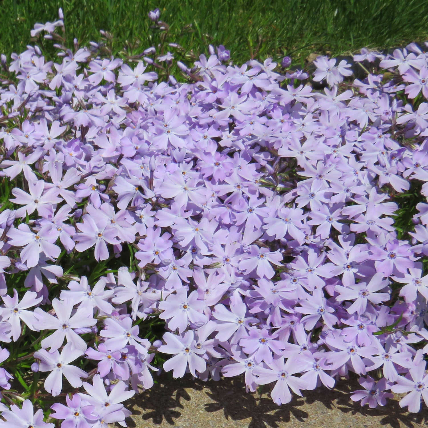 Phlox rampant bleu émeraude