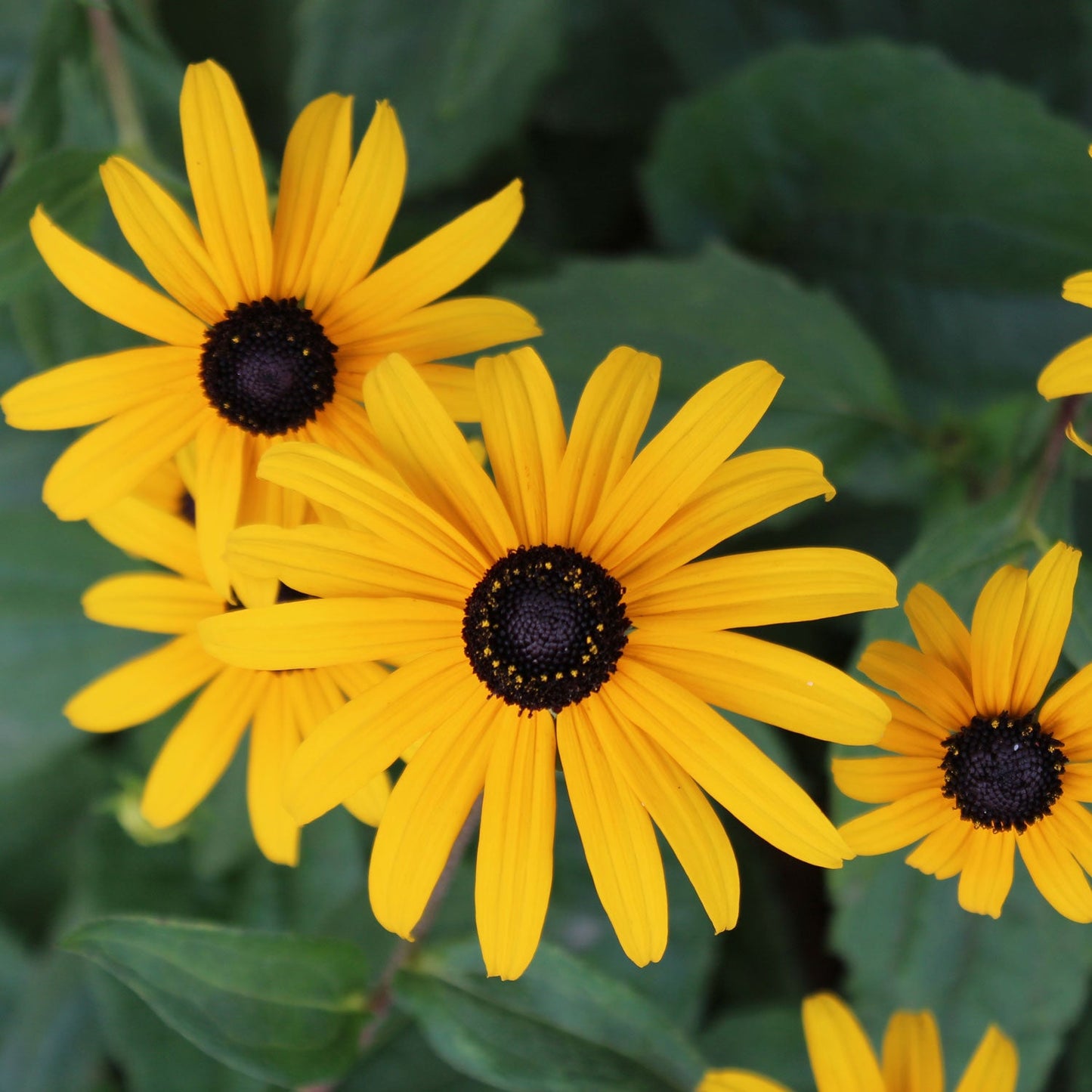 Black Eyed Susan