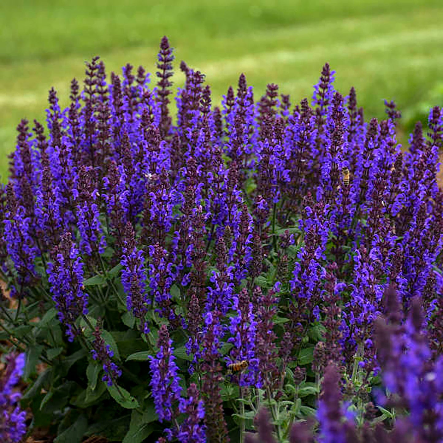 Bumbleblue Sage 2 Gallon