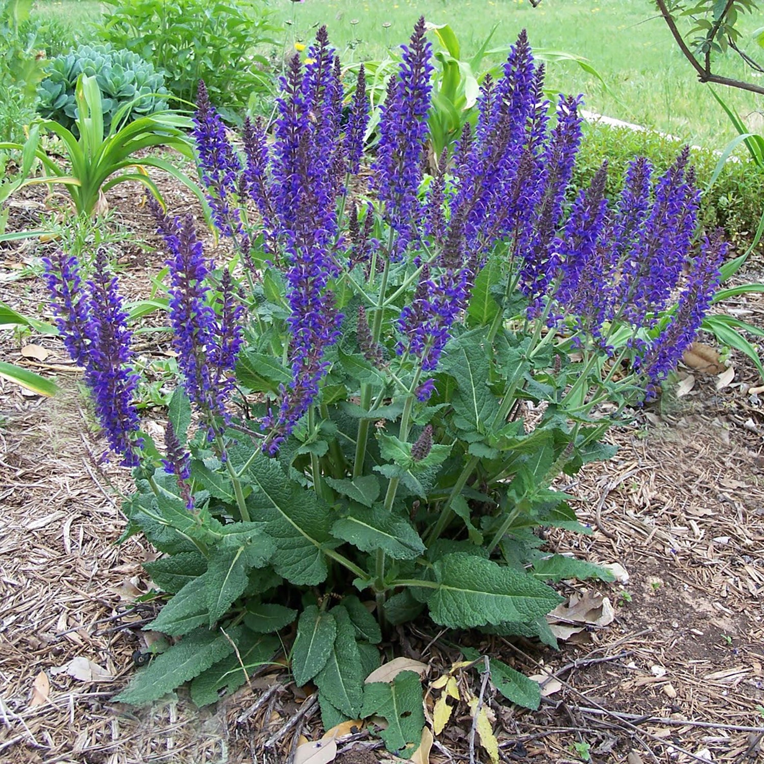 April Night Sage 2 Gallon