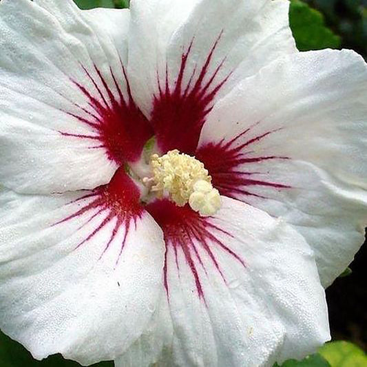 Red Heart Rose of Sharon Tree 7 Gallon