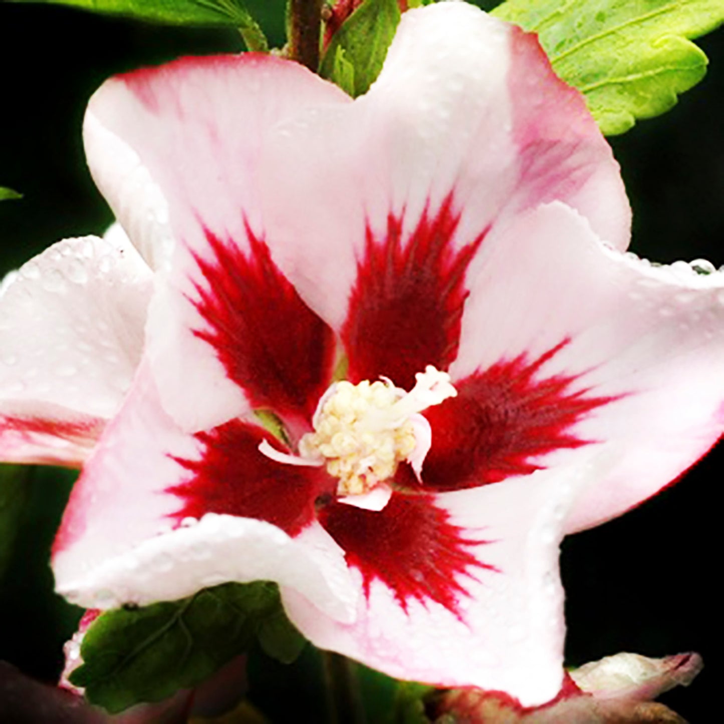 Hamabo Rose of Sharon Tree 7 Gallon