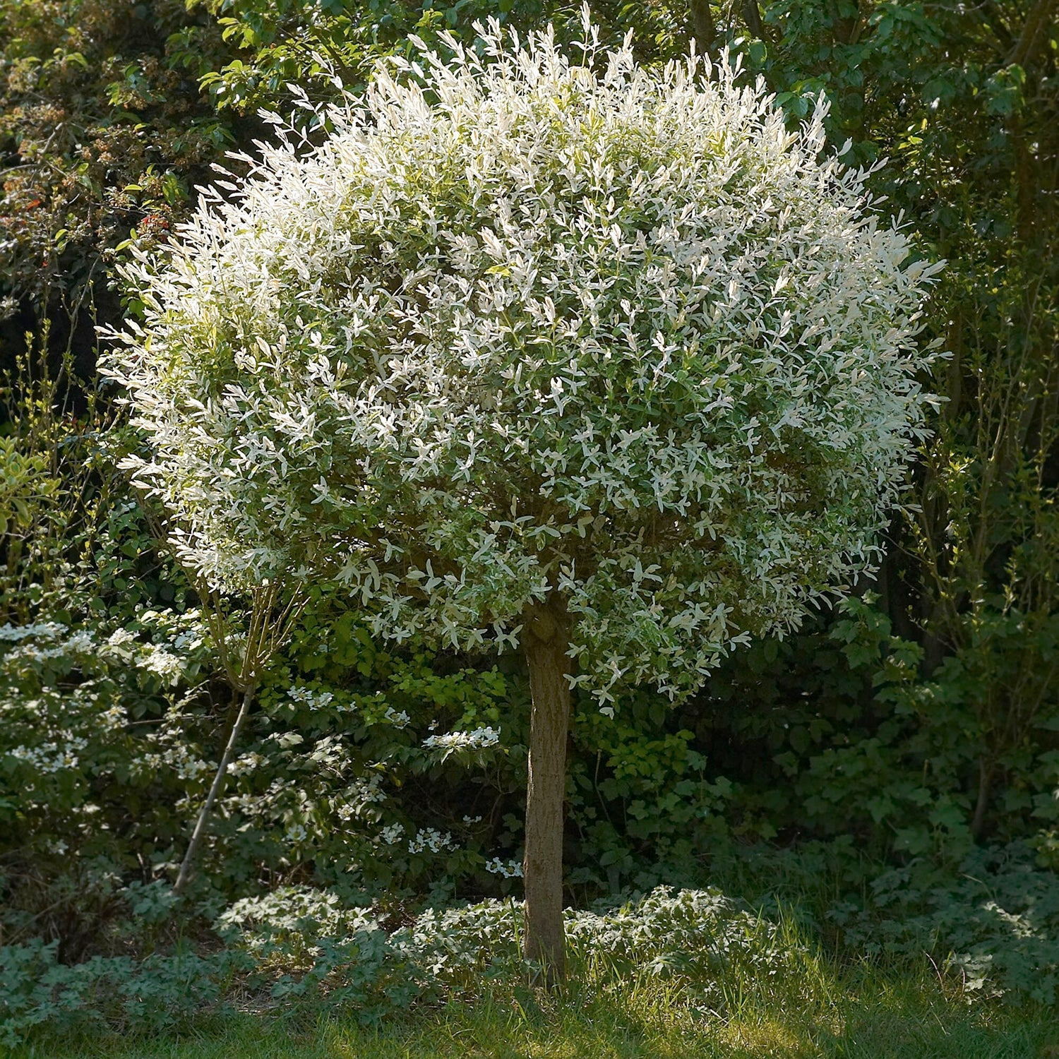 Dappled Willow (Tree) – LandscapeDirect