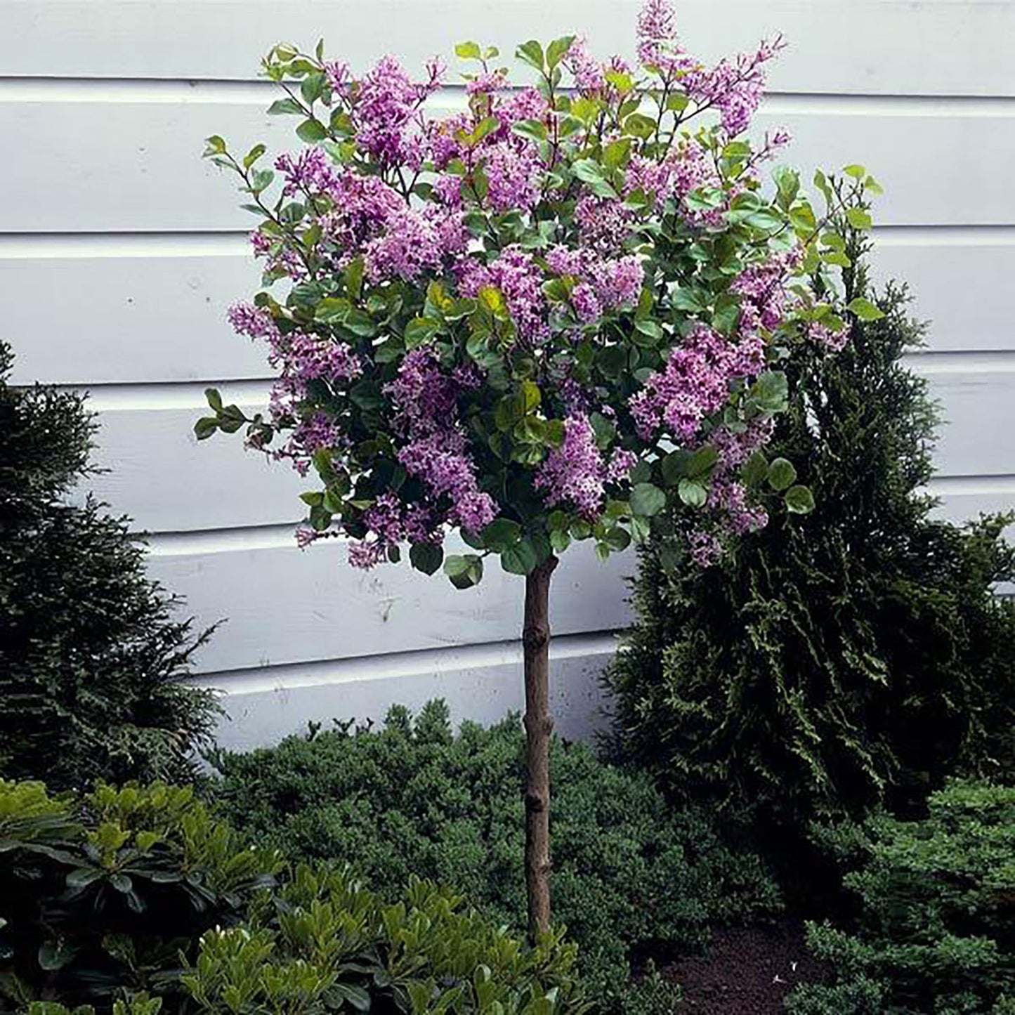 Dark Purple Dwarf Lilac