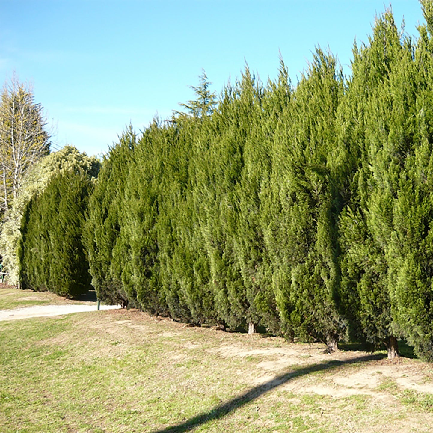 Spartan Juniper 125cm