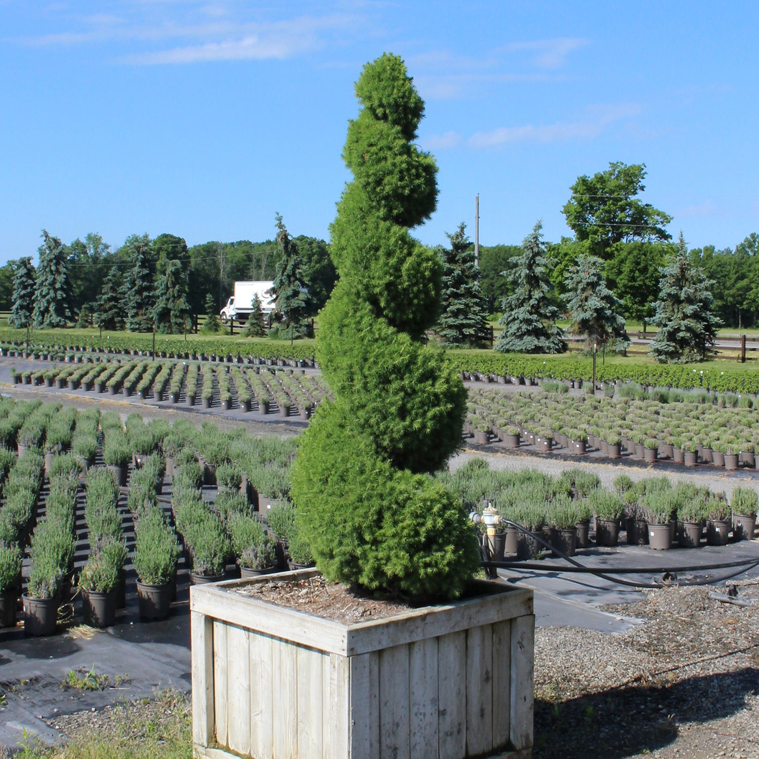 Alberta deals spruce tree