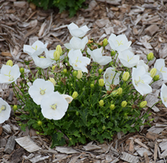 Carpathian Bellflower - Pearl White