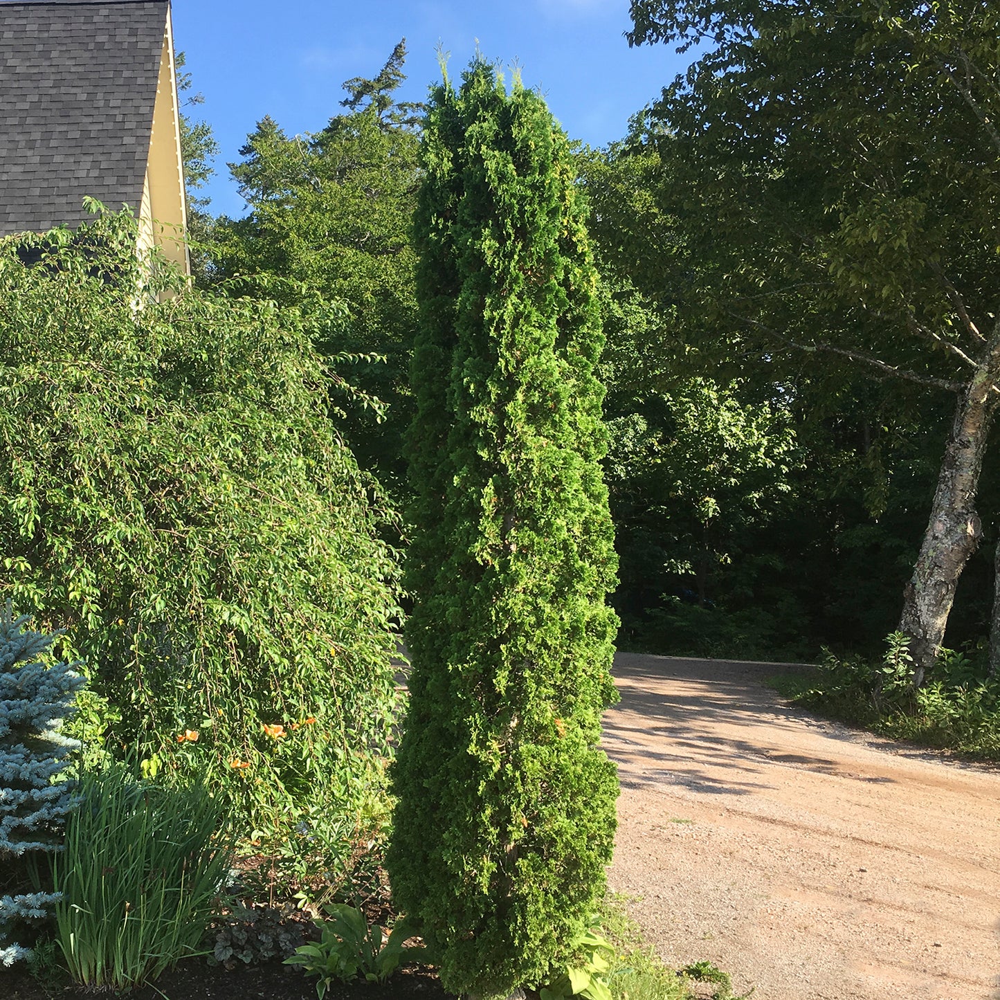Emerald Cedar – 90cm – DeGroot's Nurseries