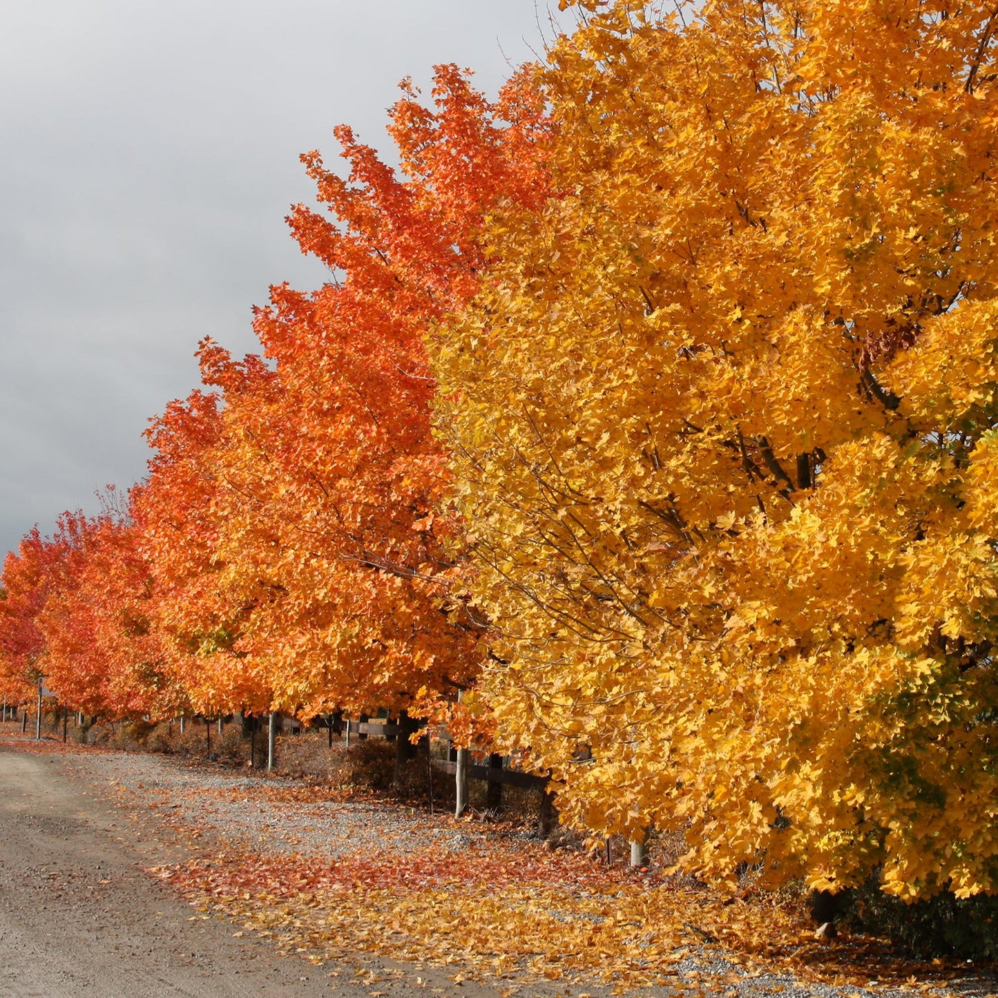 Autumn Blaze Maple