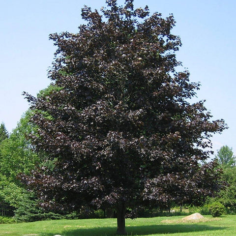 Crimson King Maple – LandscapeDirect