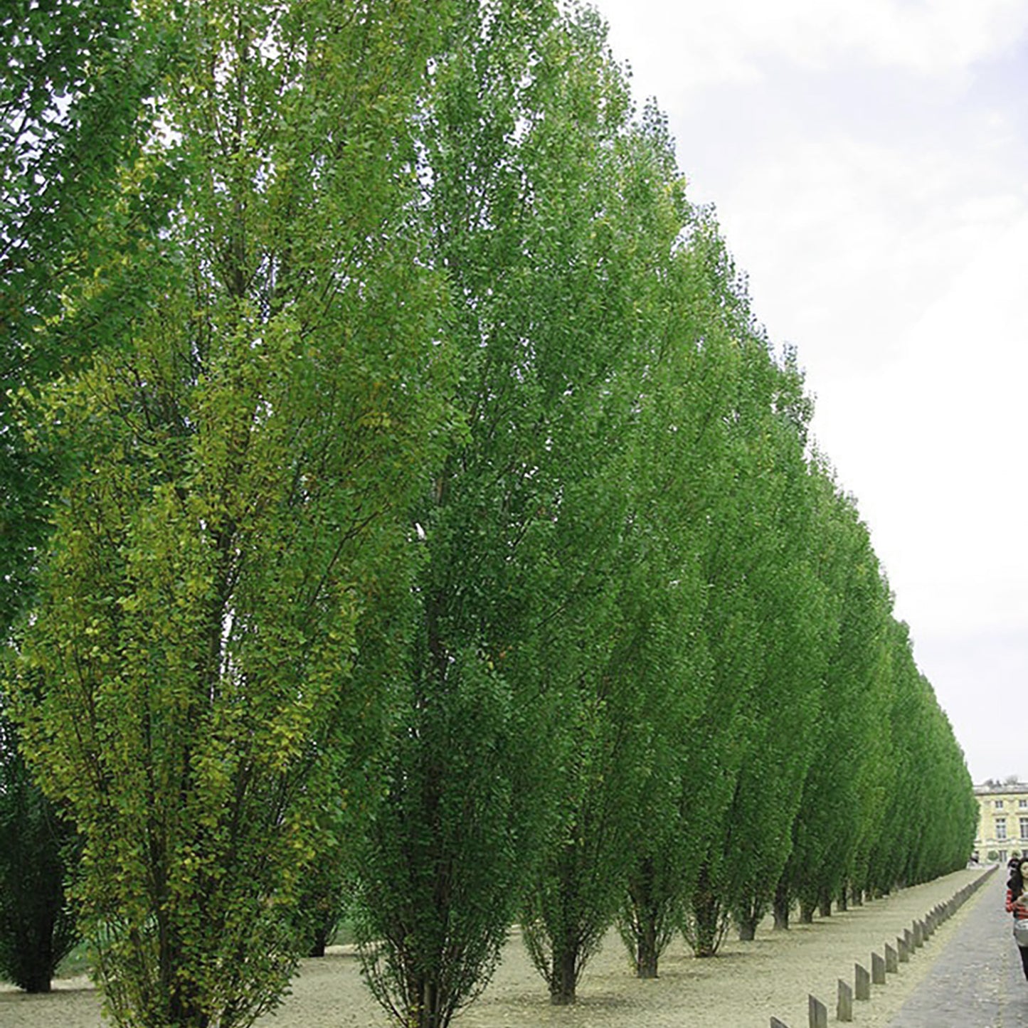 Frans Fontaine European Hornbeam 15 Gallon