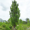Green Pillar-Oak