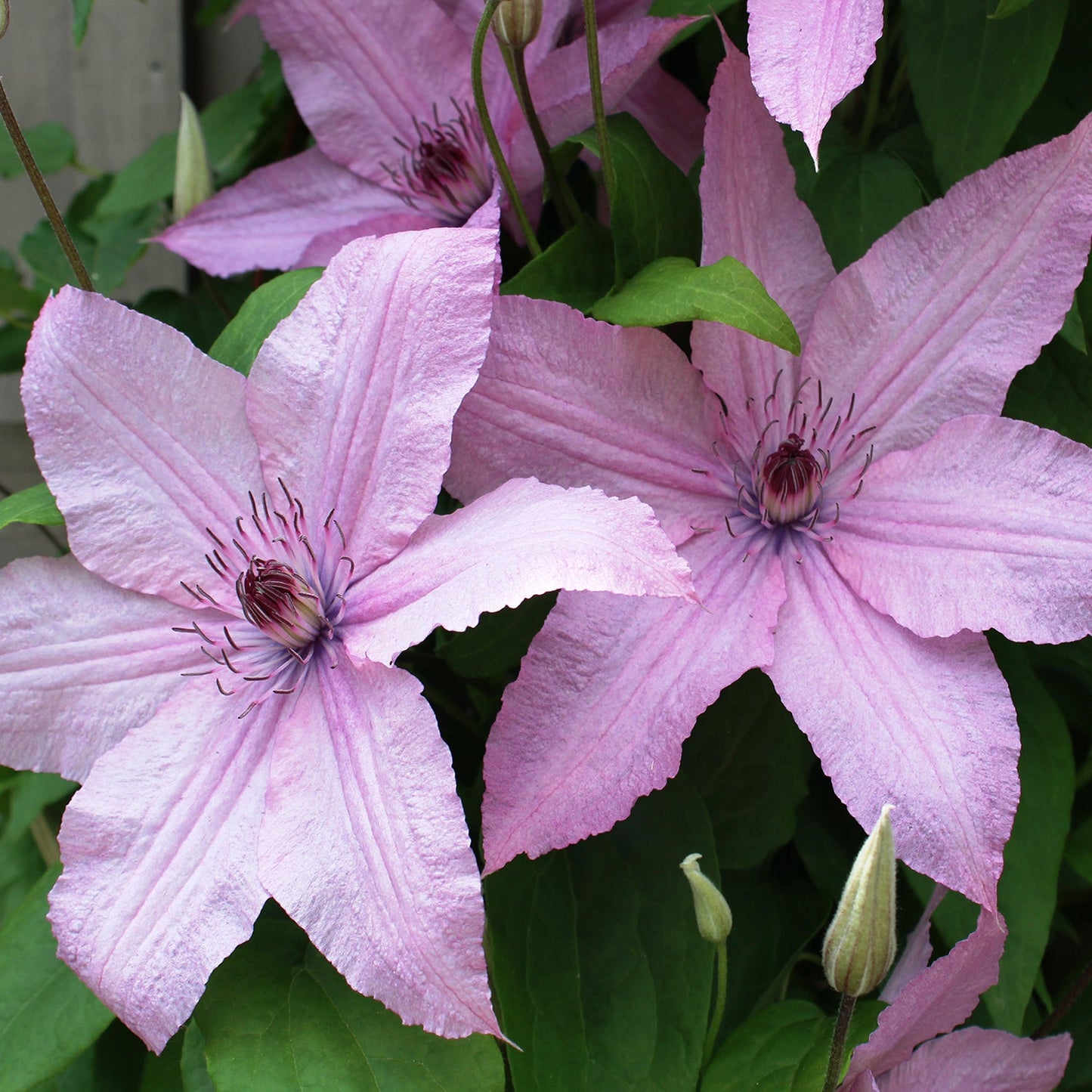 Hagley Hybrid  Clematis