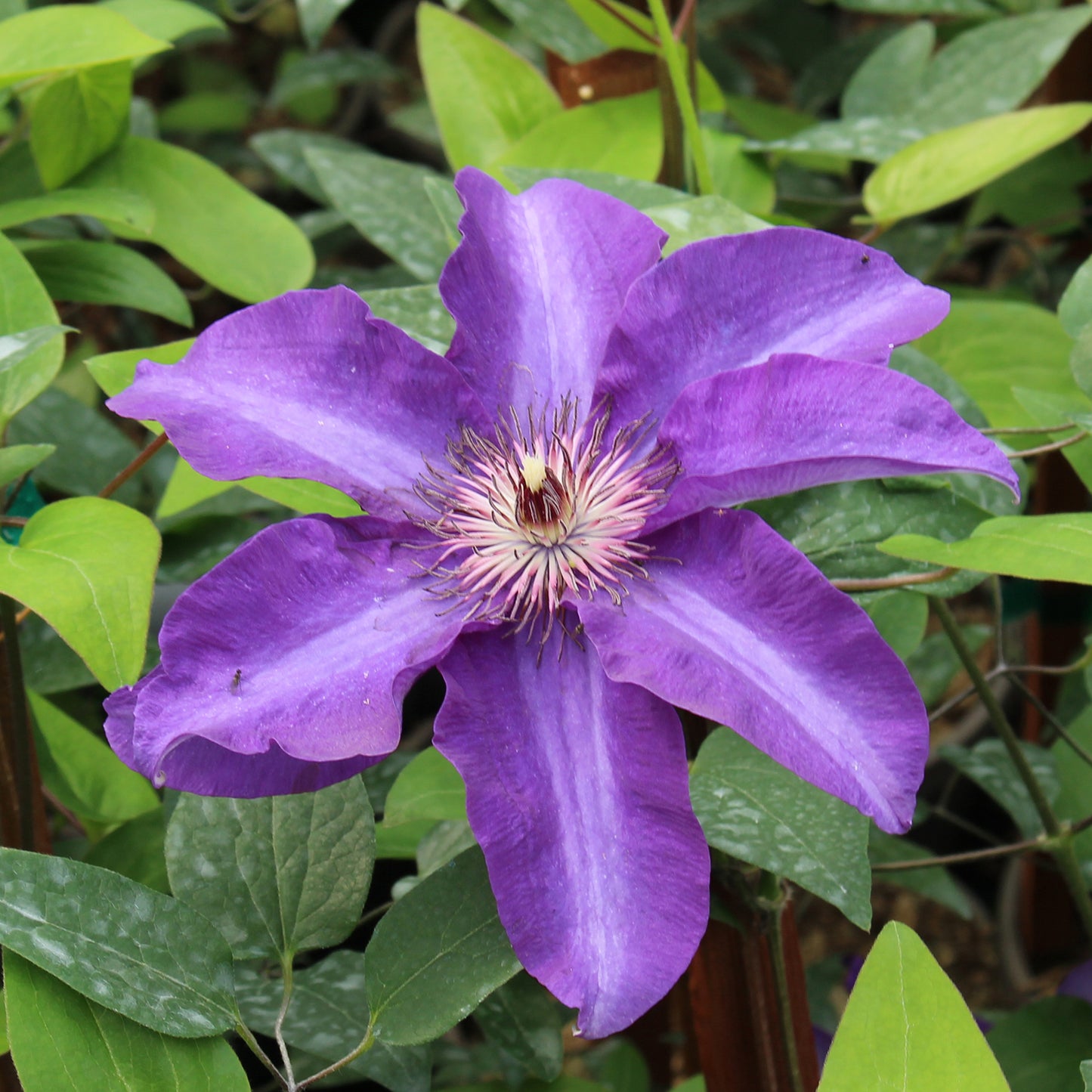 The President Clematis 1 Gallon