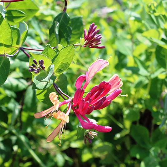 Goldflame Honeysuckle