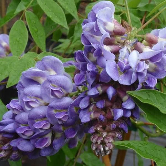 Glycine pourpre de Longwood