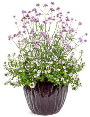 A Little Happiness - Patio Container Kit - LandscapeDirect