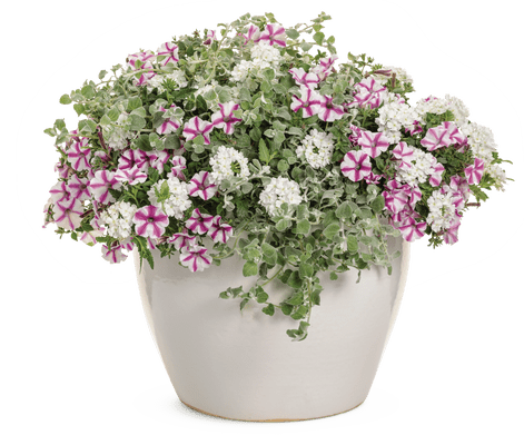 A Pinch of Pink - Patio Container Kit - LandscapeDirect