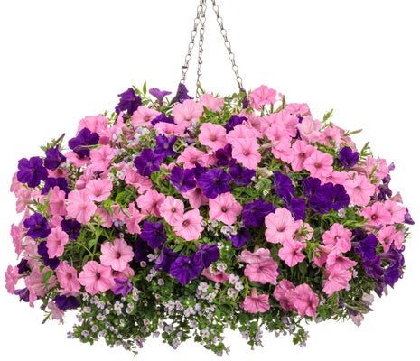 A Walk in the Park - Hanging Basket Kit - LandscapeDirect