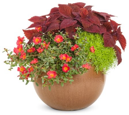 Abbey Road - Patio Container Kit - LandscapeDirect