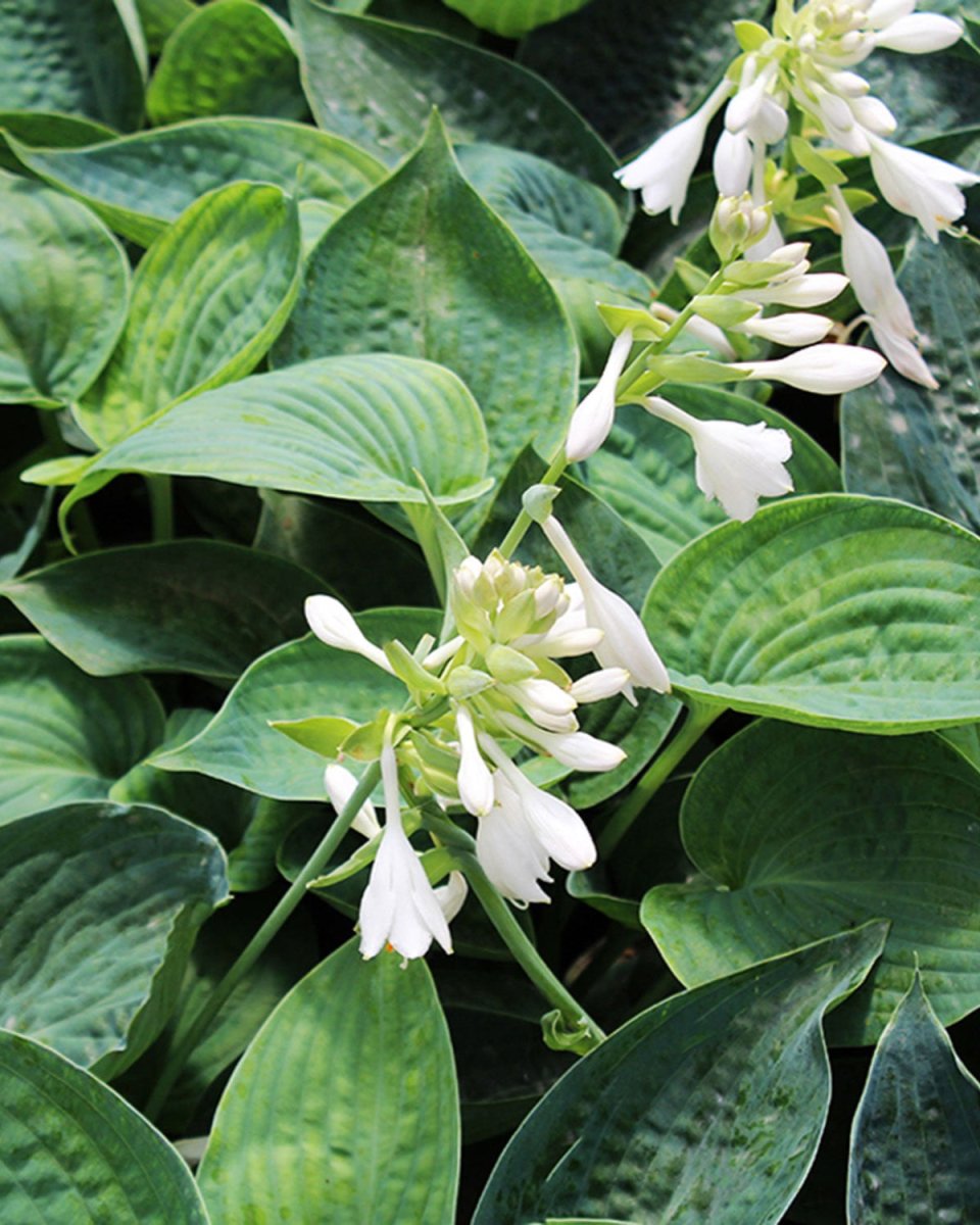 Abiqua Drinking Gourd Plantain Lily - LandscapeDirect