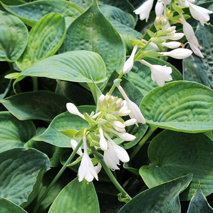 Abiqua Drinking Gourd Plantain Lily - LandscapeDirect