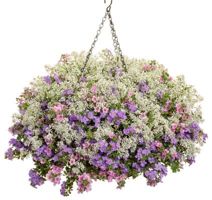 Ace of Diamonds - Hanging Basket Kit - LandscapeDirect