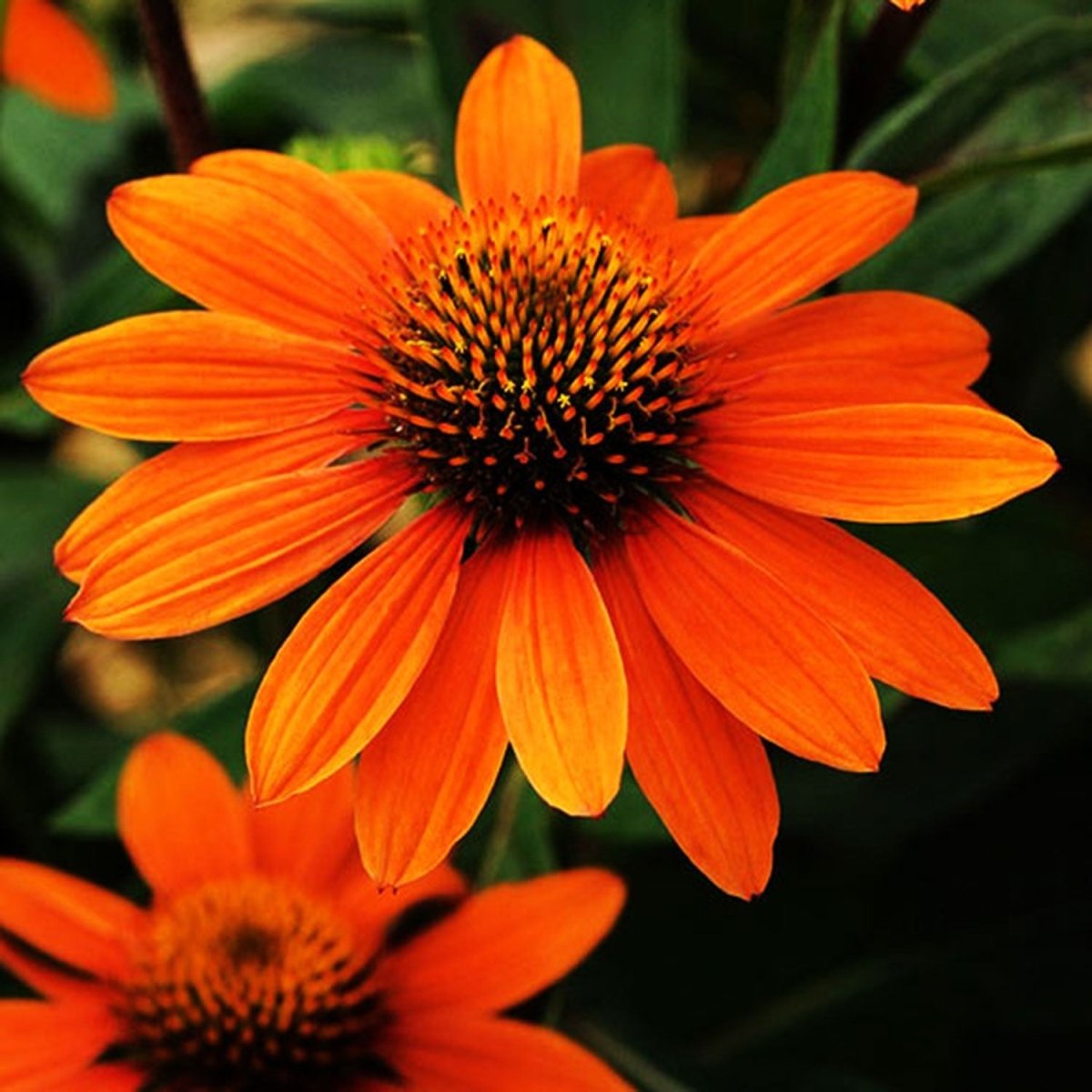 Adobe Orange Coneflower - LandscapeDirect