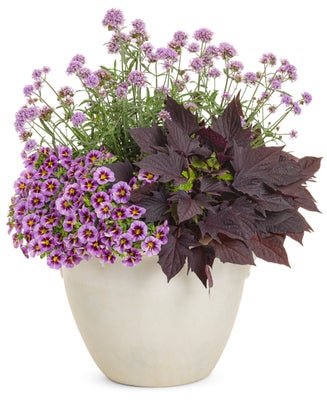 After Dark - Patio Container Kit - LandscapeDirect