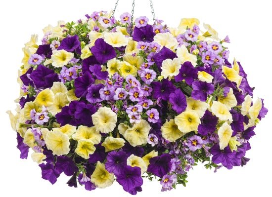 Afternoon Tea - Hanging Basket Kit - LandscapeDirect