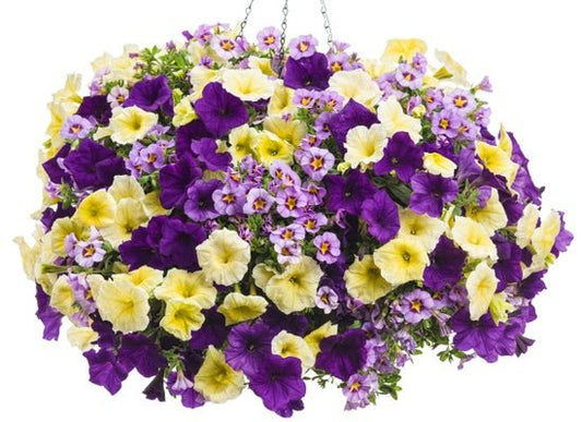 Afternoon Tea - Hanging Basket Kit - LandscapeDirect