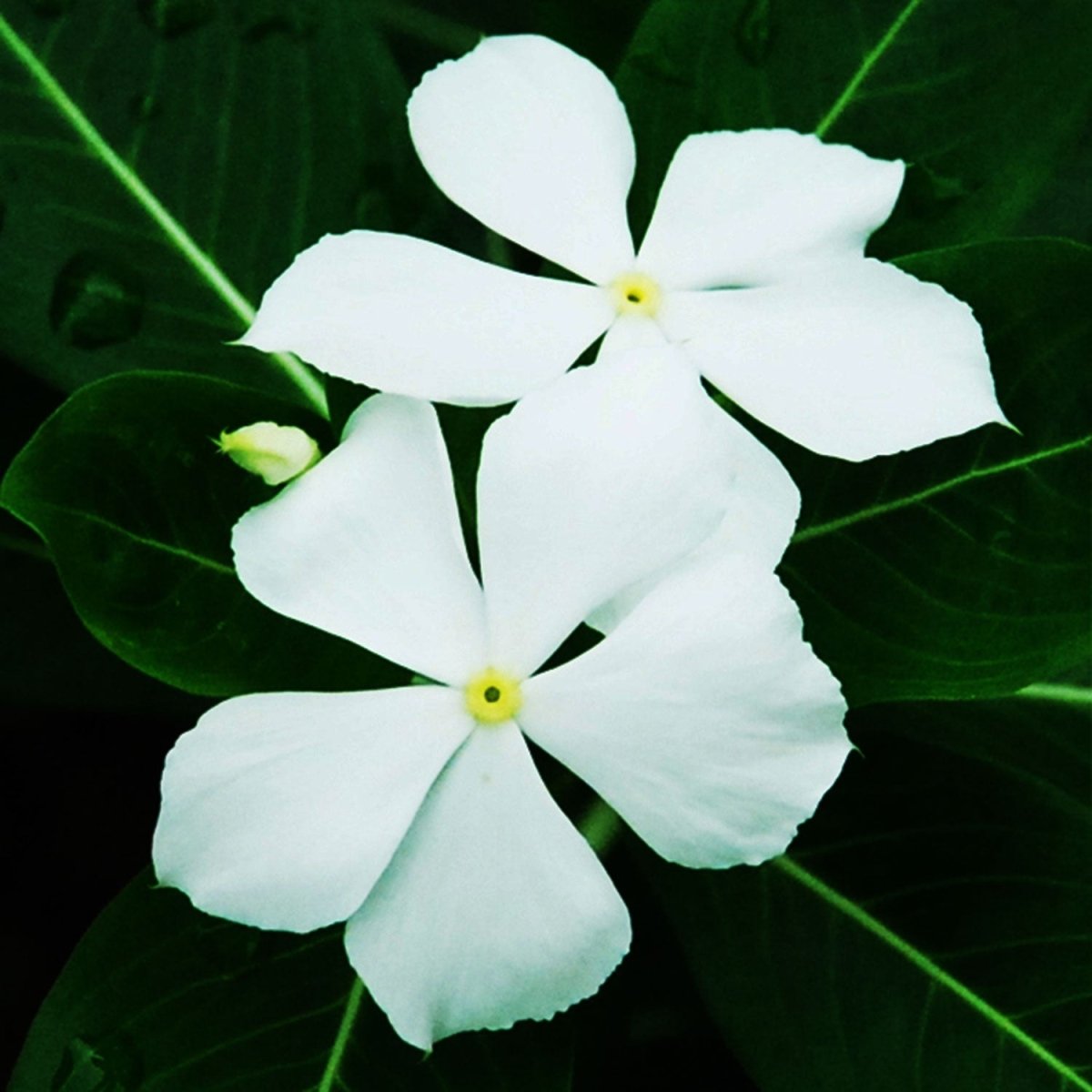 Alba Periwinkle - LandscapeDirect
