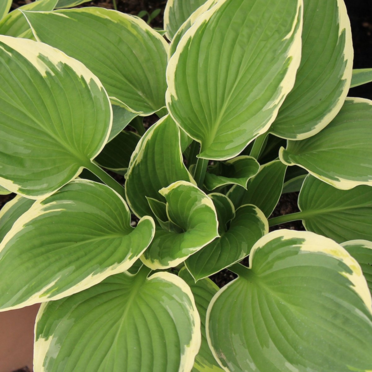 Albo Marginata Plantain Lily - LandscapeDirect