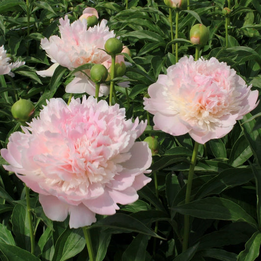 Alexandra Duff Peony - LandscapeDirect