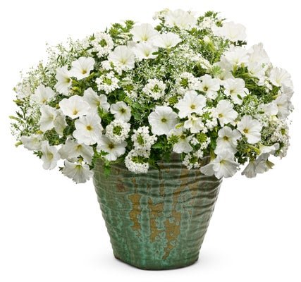 Alpine Snow - Patio Container Kit - LandscapeDirect