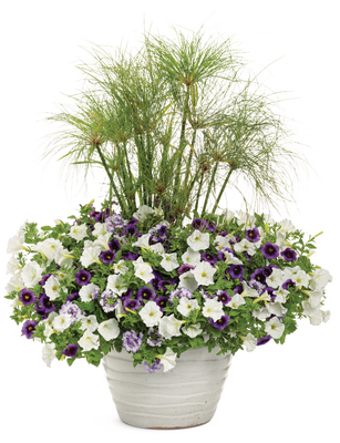 Amethyst Dreams - Patio Container Kit - LandscapeDirect