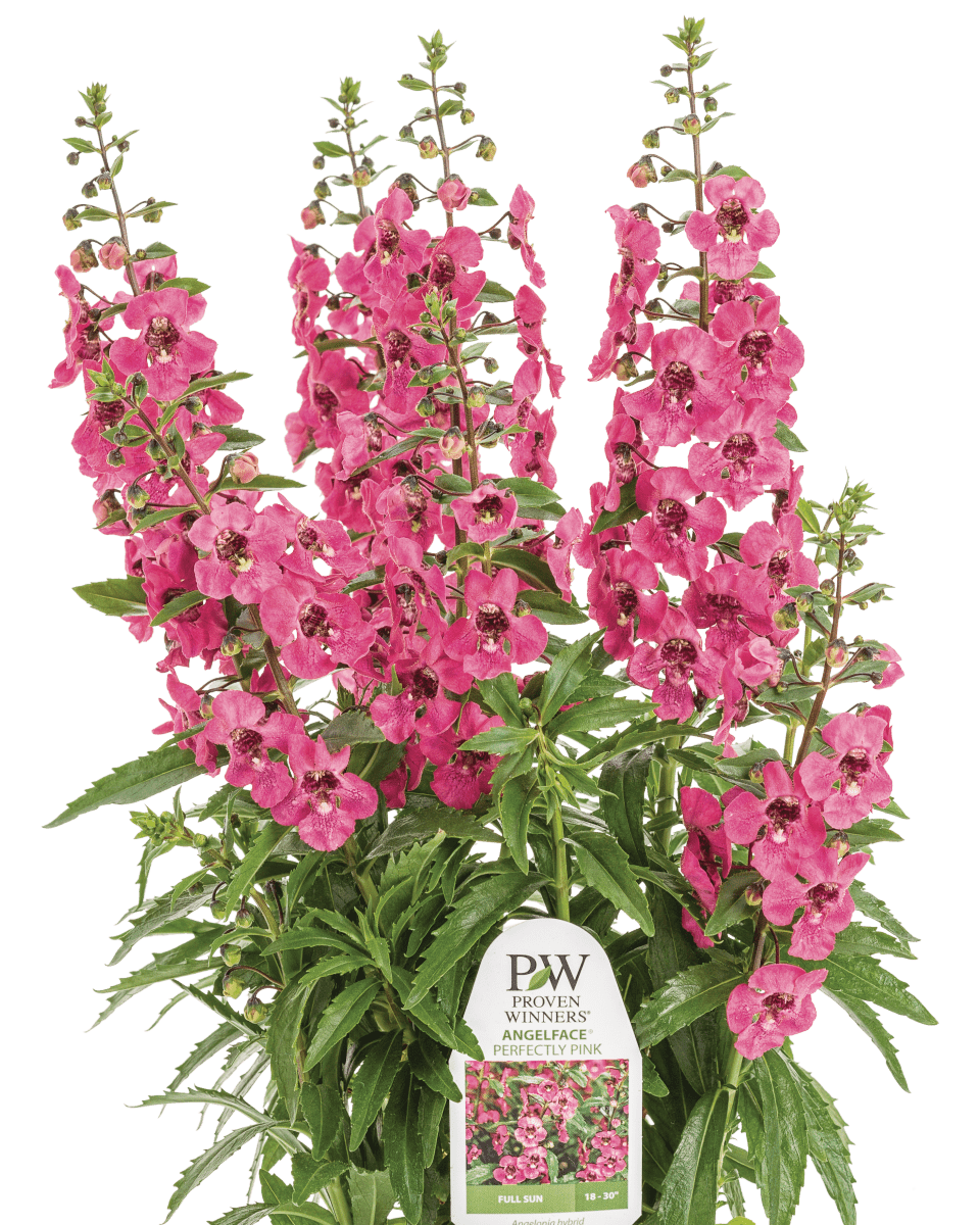 Angelonia Angelface Perfectly Pink - LandscapeDirect