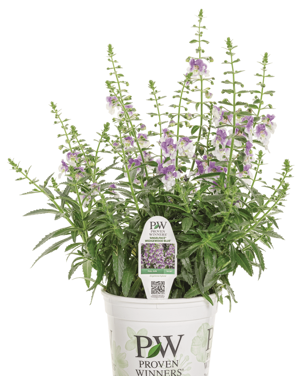 Angelonia Angelface Wedgewood Blue - LandscapeDirect