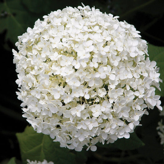 Annabelle Hydrangea - LandscapeDirect