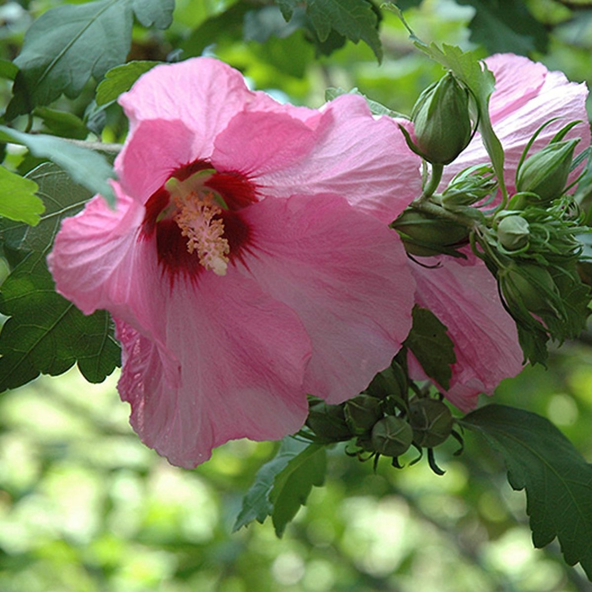Aphrodite Rose of Sharon/Althea - LandscapeDirect