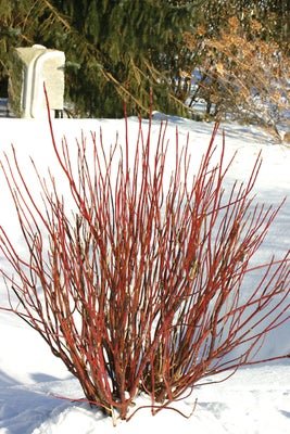 Arctic Fire Red Red Osier Dogwood - LandscapeDirect